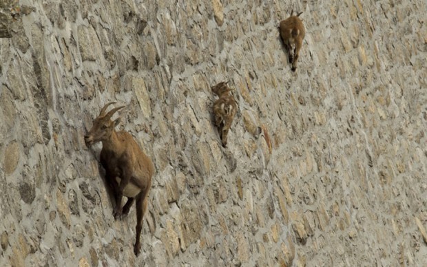 cabras da montanha