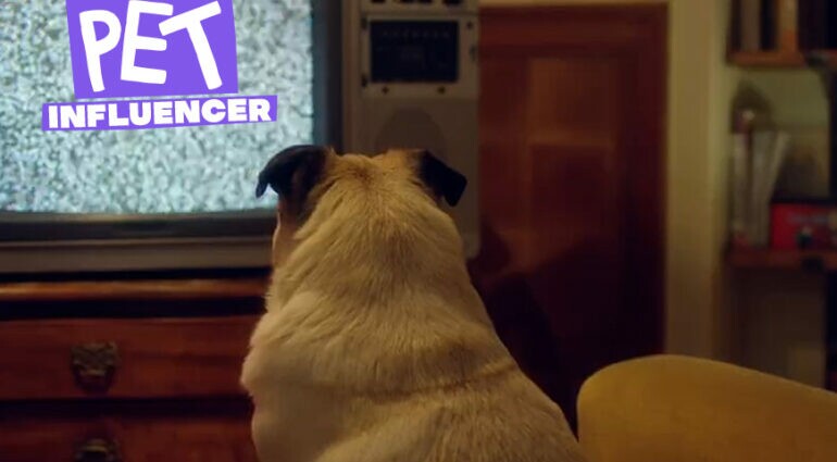 Pet Influencer I EP 3: influência dentro de casa