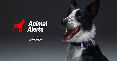 Com IA, iniciativa usa reações de cães para alertar sobre terremotos