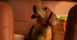 Cachorrinho da Cofap volta em novo comercial de TV