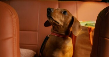 Cachorrinho da Cofap volta em novo comercial de TV