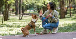 Petz patrocina cachorródromo do Ibirapuera e realiza Festival Pet